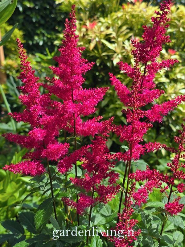 Spir 'Red Drumset' ® - Astilbe