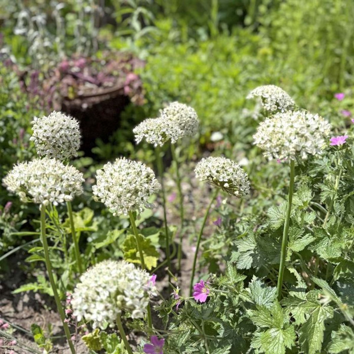 Svartløk - Allium nigrum - 10 stk