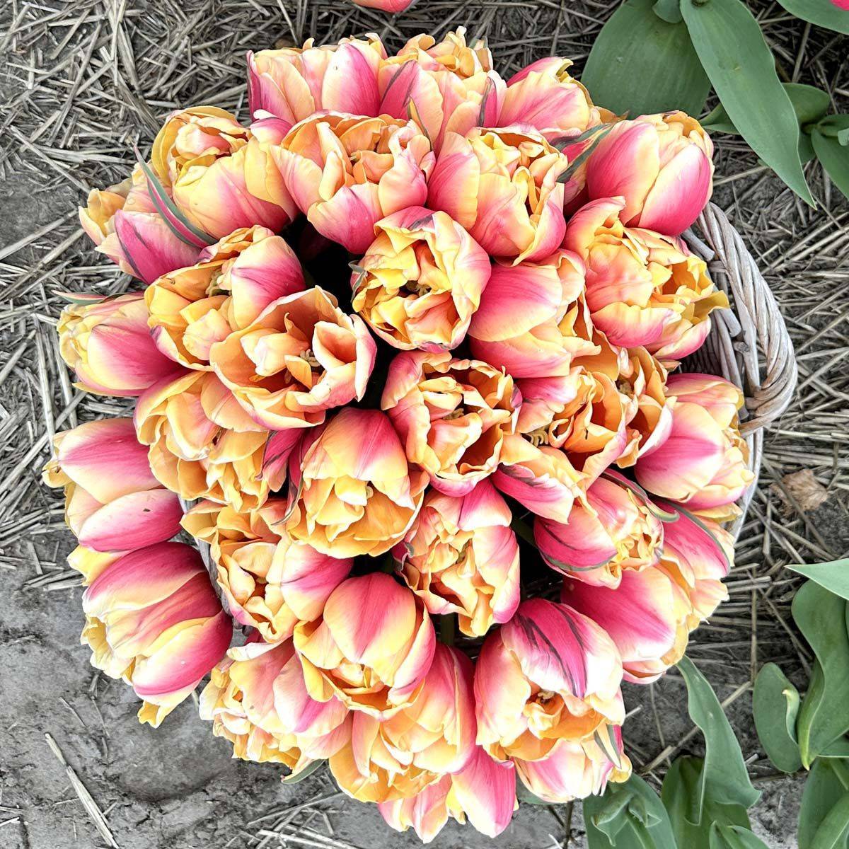 Tulipan 'Double Marit' - 10 stk