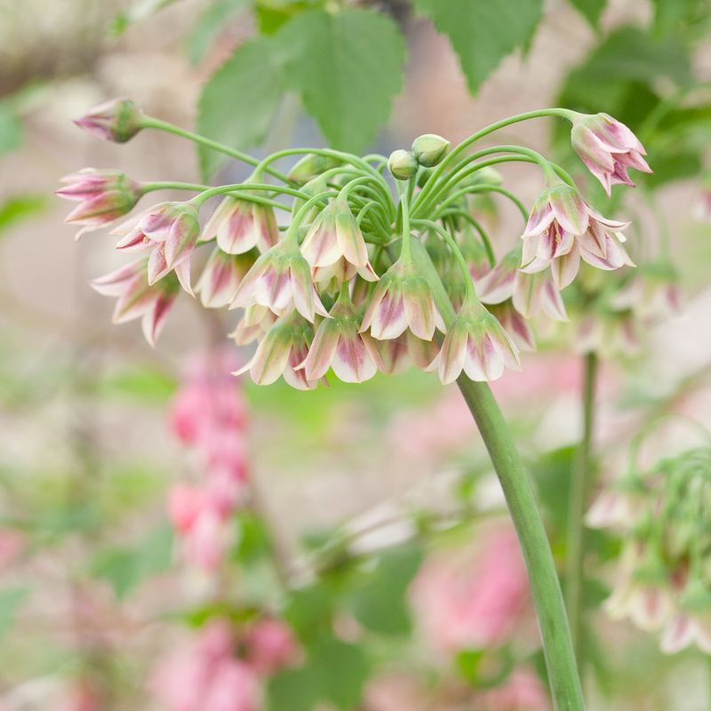 Honningløk - Allium siculum subsp. dioscoridis - 8 stk