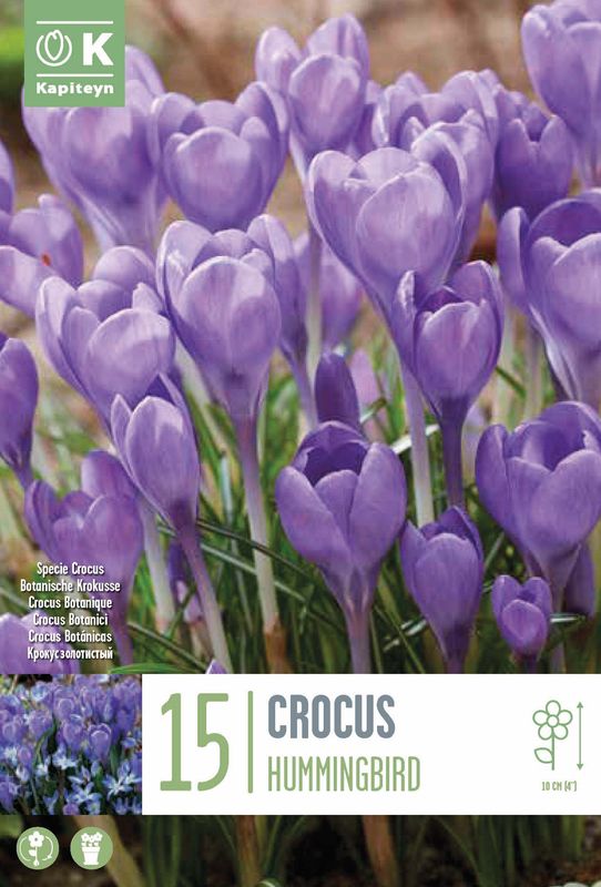 Snøkrokus 'Hummingbird' - Crocus x tommasinianus - 15 stk