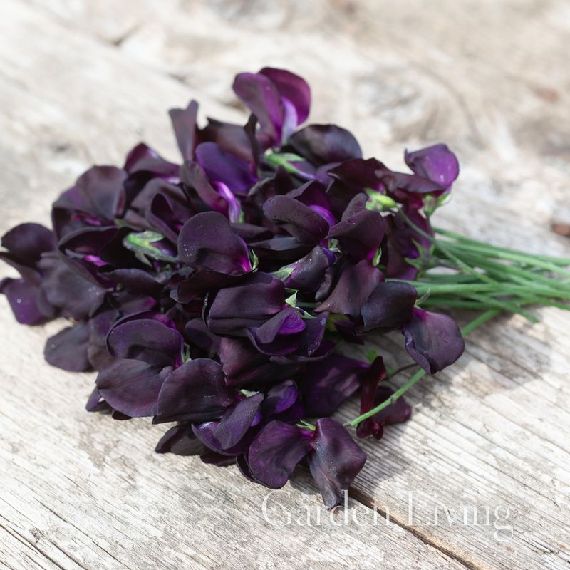 Blomsterert 'Almost Black' - Lathyrus odoratus 