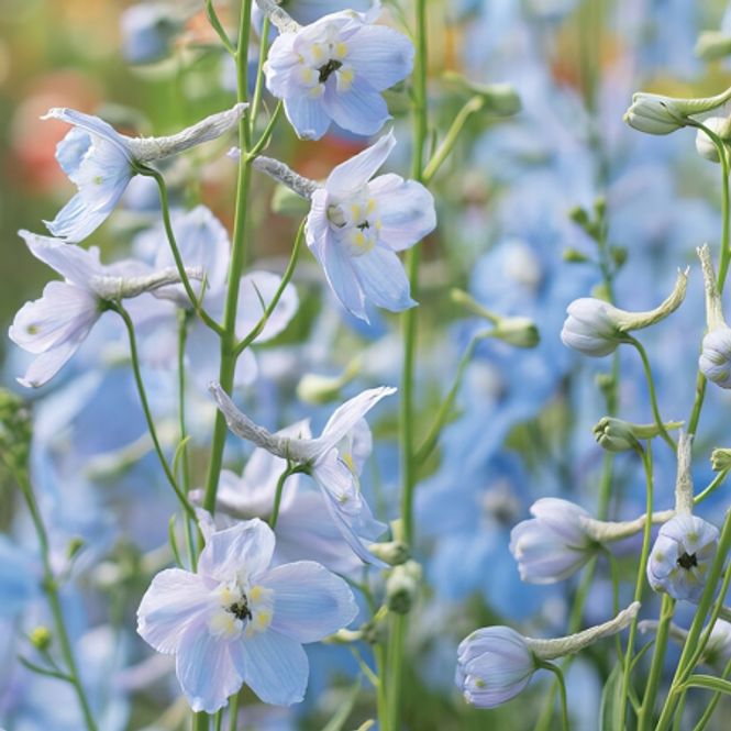 Hovedbilde Ridderspore 'Clivedon Beauty' - Delphinium 
