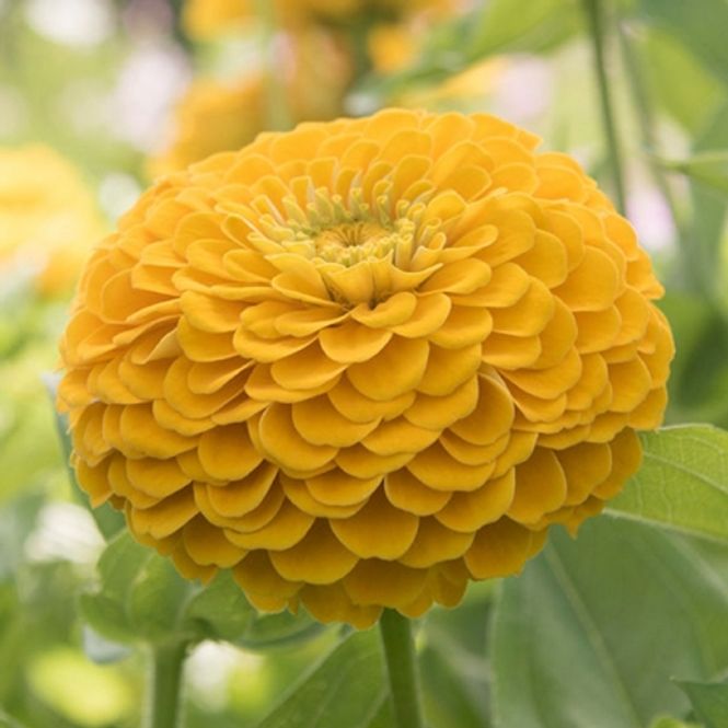 Hovedbilde Sinnia 'Benary's Giant Golden Yellow' - Zinnia elegans