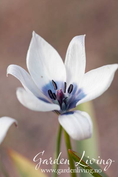 Hovedbilde Yndetulipan ’Alba Coerulea Oculata’ - Tulipa - ...
