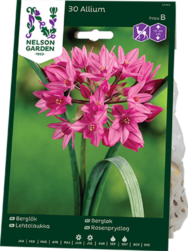 Bergløk - Allium oreophilum - 12 stk