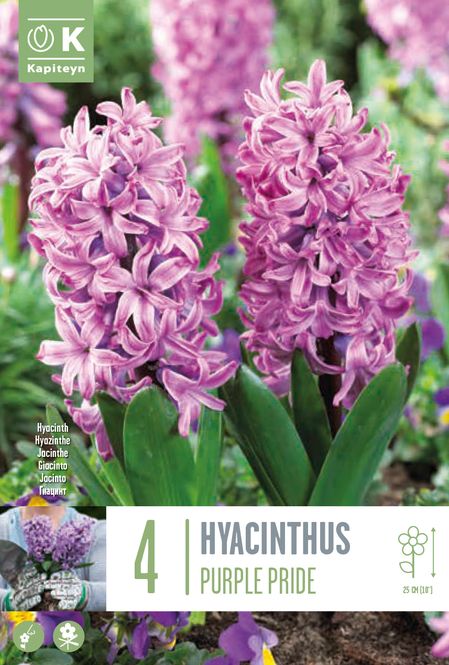 Hovedbilde Svibel 'Purple Pride' - Hyacinthus - 4 stk