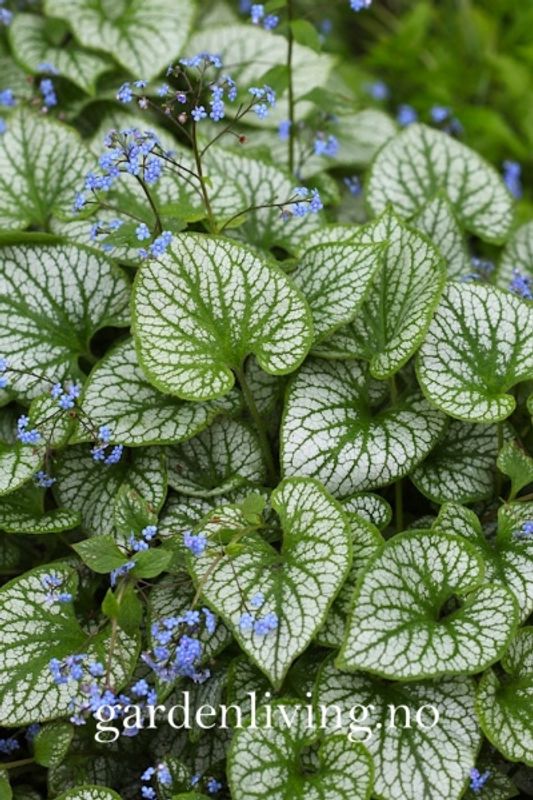 Forglemmegeisøster ’Jack Frost’ - Brunnera macrophylla