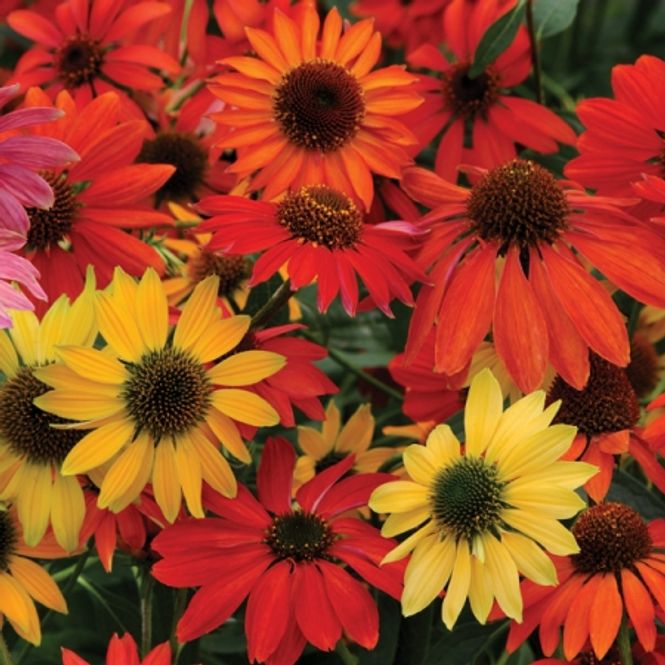 Hovedbilde Purpursolhatt 'Cheyenne Spirit' - Echinacea purpurea 