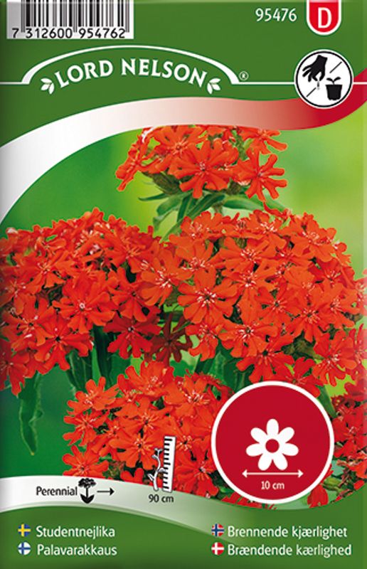 Brennende kjærlighet - Lychnis chalcedonica