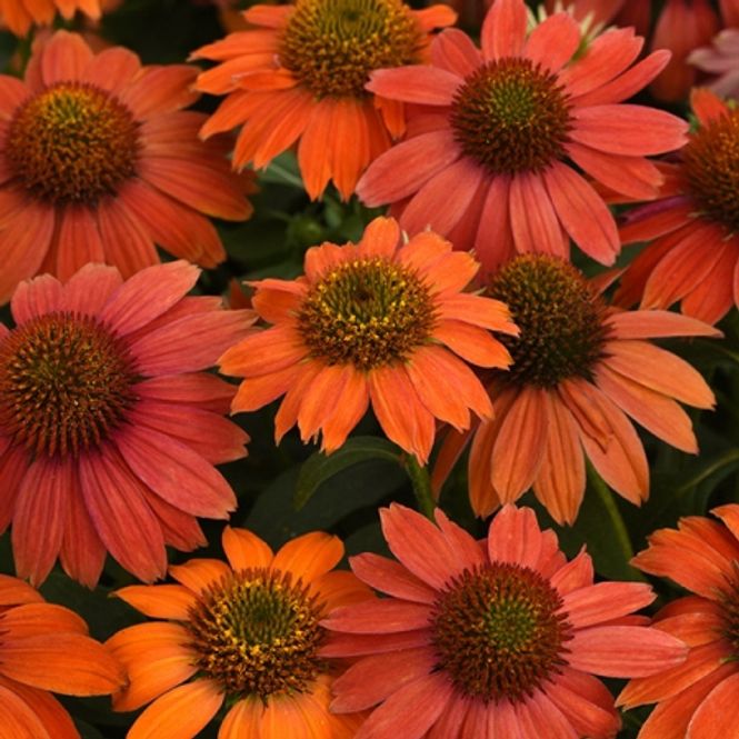 Hovedbilde Purpursolhatt 'Artisan Ombre Red' F1 - Echinacea purpurea 