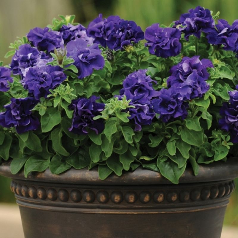 Petunia 'Double Cascade Blue' F1 - Petunia x hybrida
