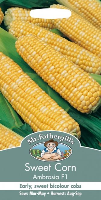Hovedbilde Mais 'Ambrosia F1 -  Zea mays 
