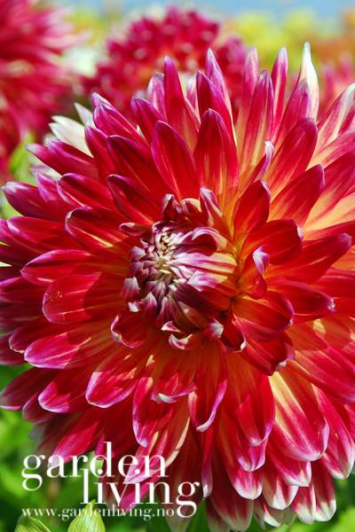 Hovedbilde Georgine 'Akita - Dahlia x cultorum, 1 stk.