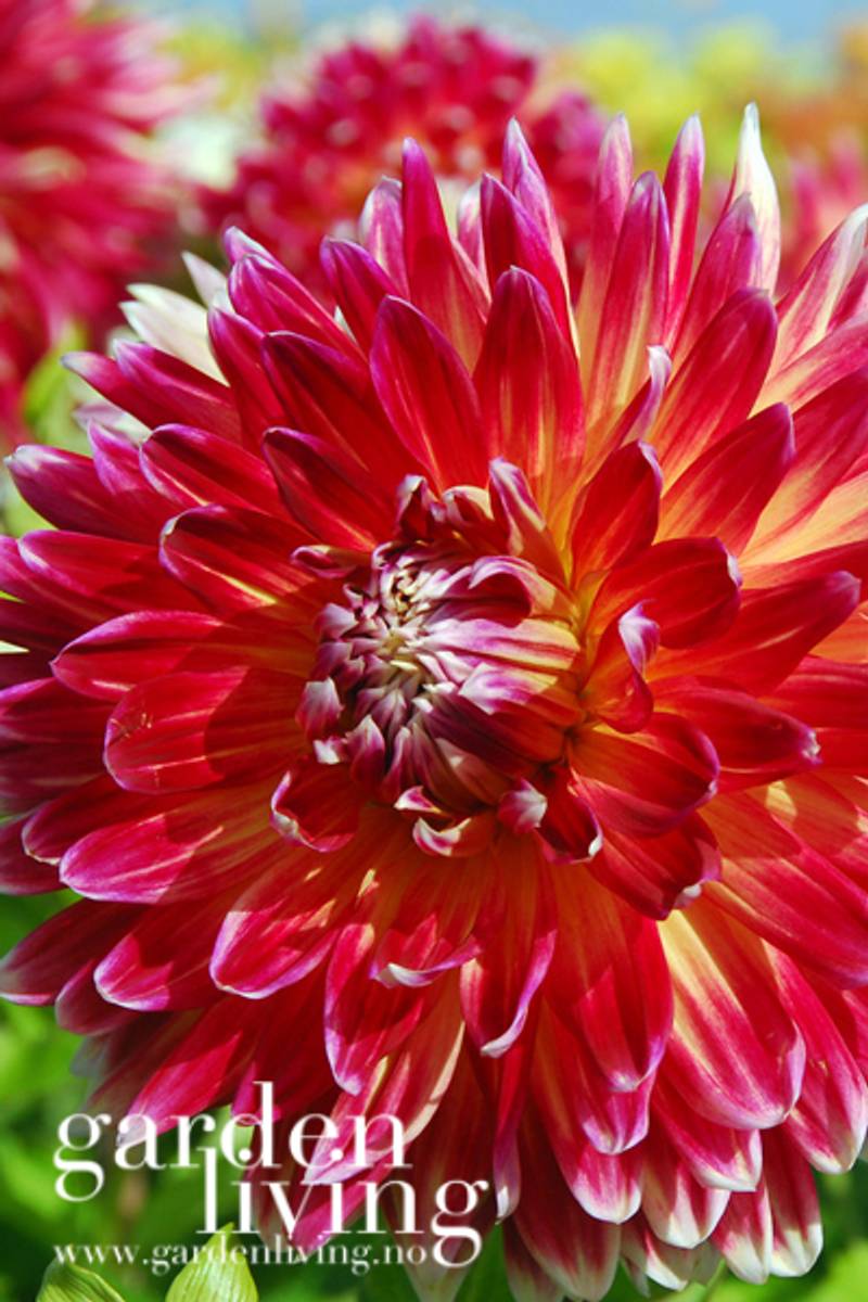 Georgine 'Akita - Dahlia x cultorum, 1 stk.