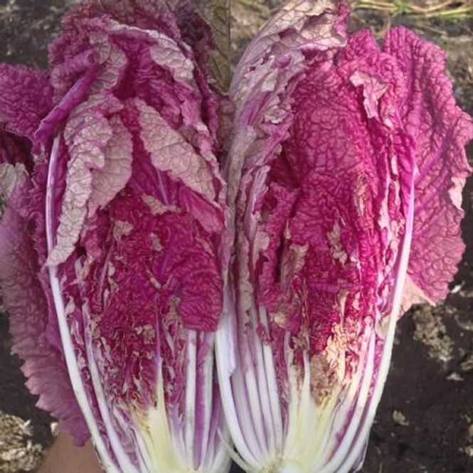 Hovedbilde Kinakål 'Scarvita' F1 - Brassica pekinensis