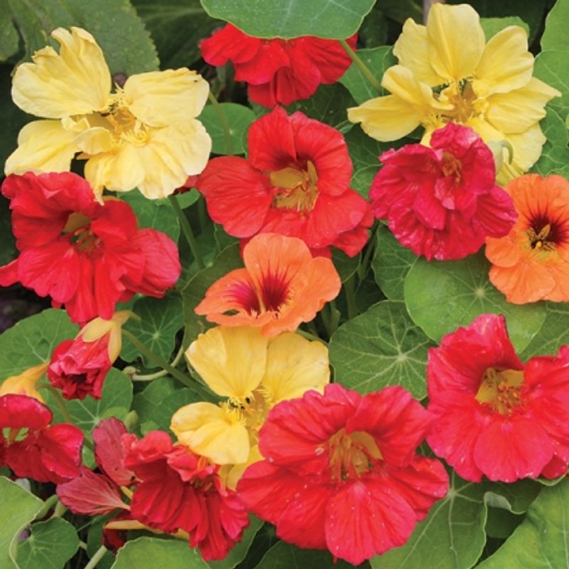 Blomkarse 'Hawaiian Mixed', lav - Tropaeolum majus 