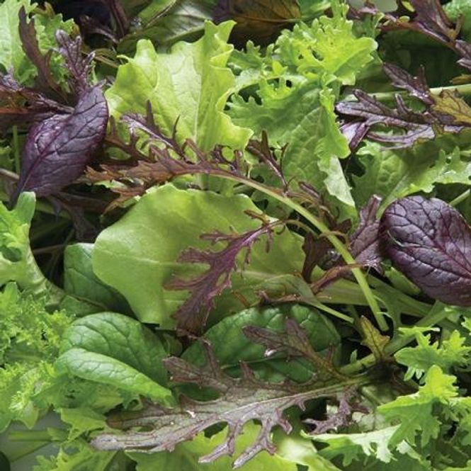 Hovedbilde Kinesiske bladgrønnsaker 'Premium Mixed' - Brassica