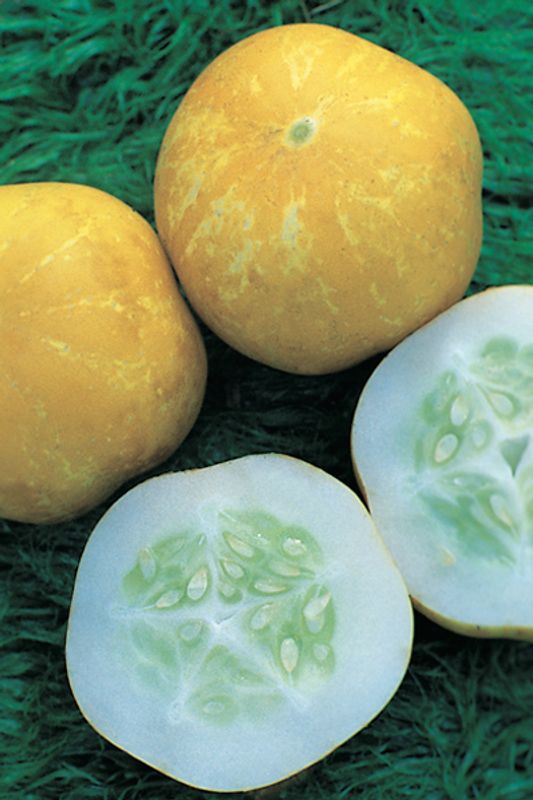 Agurk 'Crystal Lemon' - Cucumis sativus