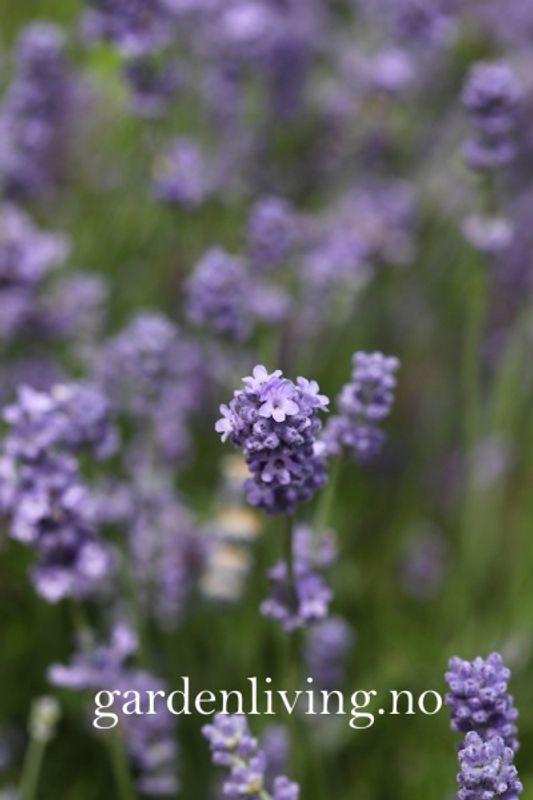 Lavendel 'Munstead' - Lavandula angustifolia