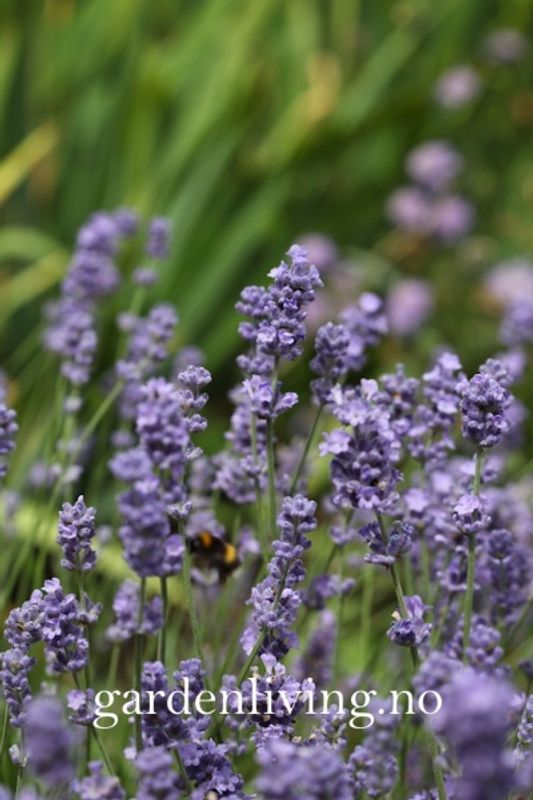 Lavendel 'Munstead' - Lavandula angustifolia