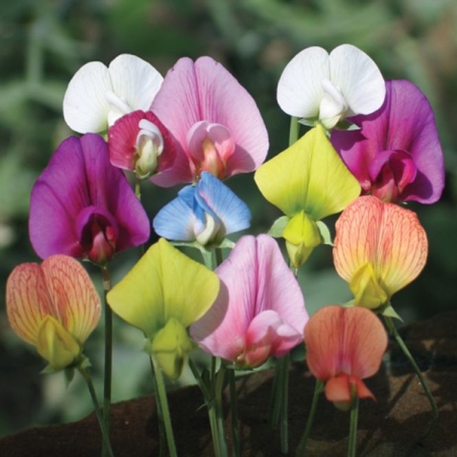 Hovedbilde Blomsterert, artsblanding - Lathyrus 