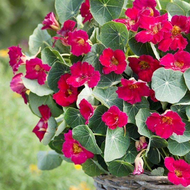 Blomkarse 'Baby Deep Rose' - Tropaeolum majus