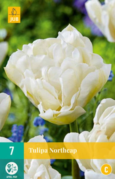 Hovedbilde Tulipan 'Northcap', Sen dobbel' - 7 stk