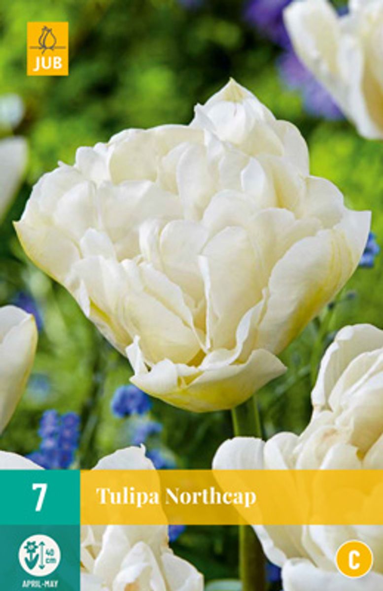 Tulipan 'Northcap', Sen dobbel' - 7 stk
