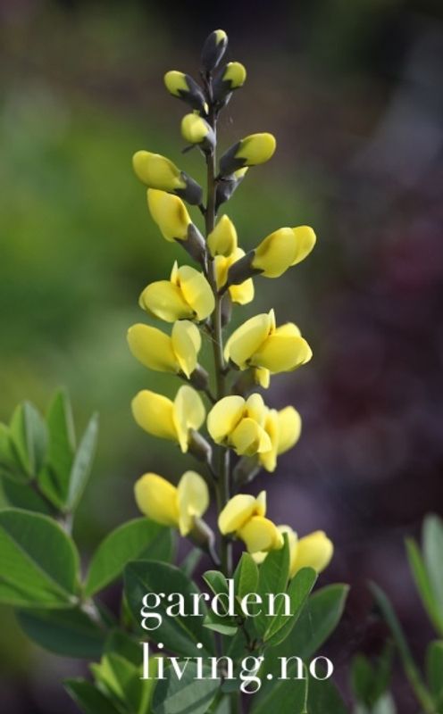 Fargeskolm 'Lemon Meringue' - Baptisia