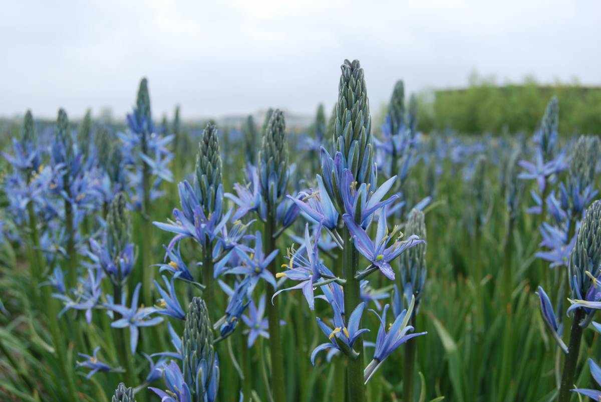 Bjørnestjerne 'Blue Candle’ - Camassia lei. - 1 stk