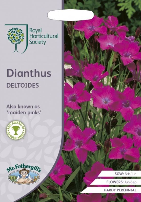 Engnellik - Dianthus deltoides