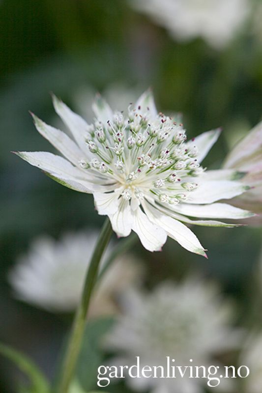 Astrantia major Superstar / 'White Giant'