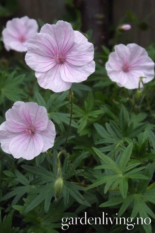 Blodstorkenebb 'Pink Pouffe' - Geranium sanguineum