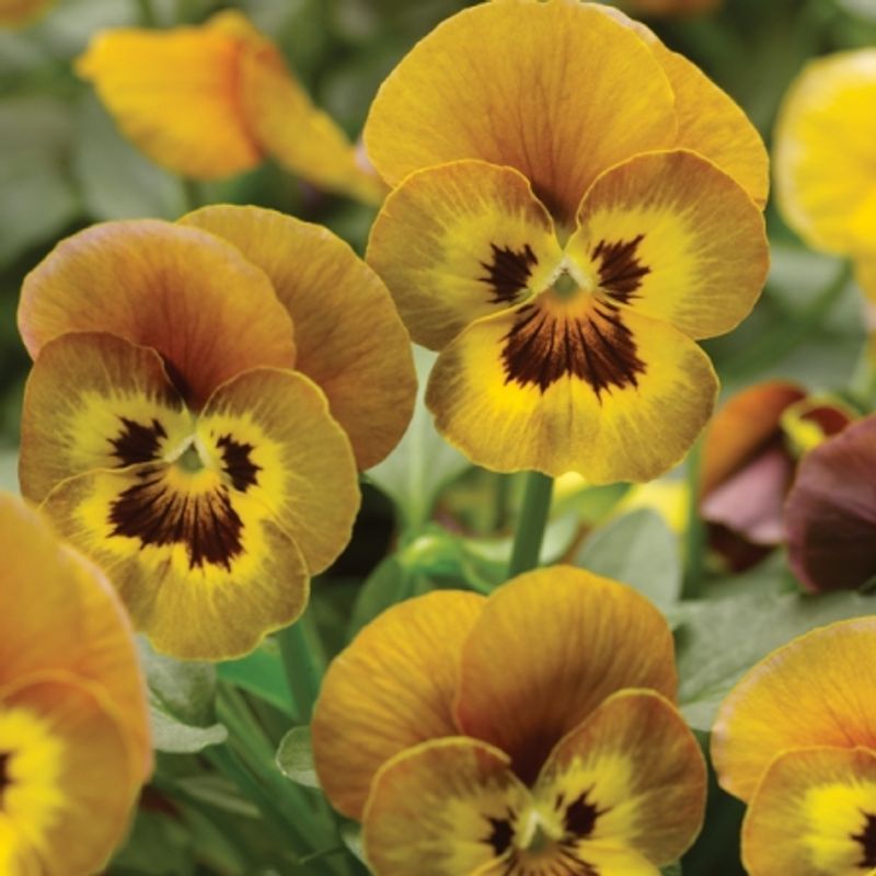 Stemorsblomst 'Honey Bee' F1, småblomstret - Viola x williamsii