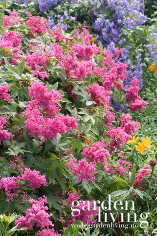 Purpurmjødurt - Filipendula purpurea - Plantearven