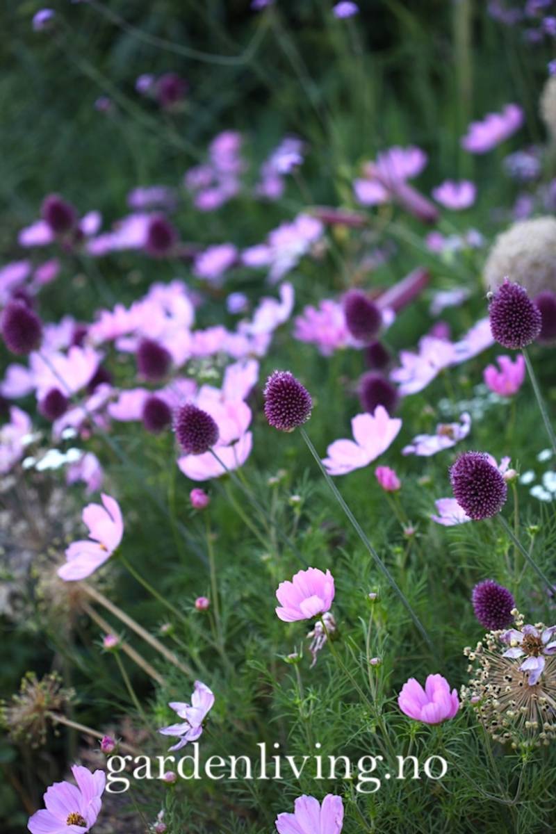 Kuleløk - Allium sphaerocephalon - 25 løk