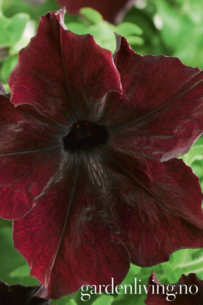 Petunia 'Sophistica Blackberry' - Petunia grandiflora