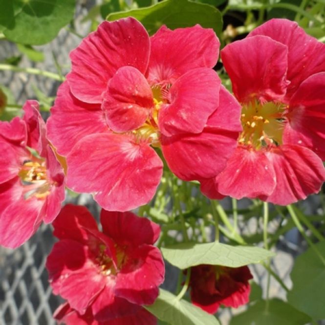 Hovedbilde Blomkarse 'Whirlybird Cherry Rose Improved, lav - ...