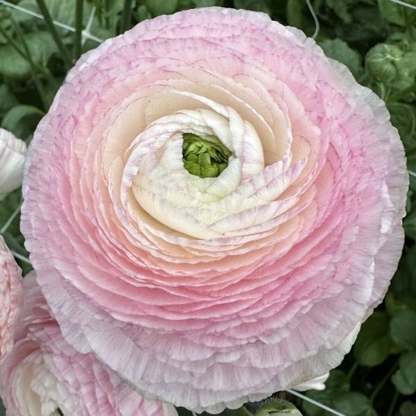 Hovedbilde Ranunkel 'Elegance® Striato' - Ranunculus, 7 stk.