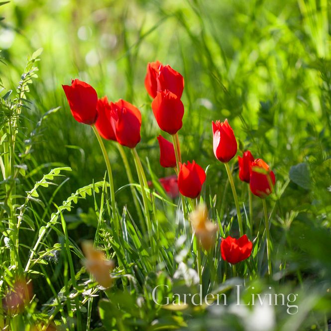 Hovedbilde Lintulipan ' Red Hunter' - Tulipa linifolia - 7 stk