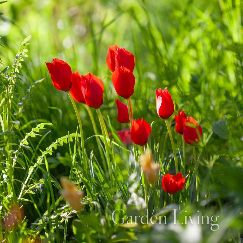 Lintulipan ' Red Hunter' - Tulipa linifolia - 7 stk