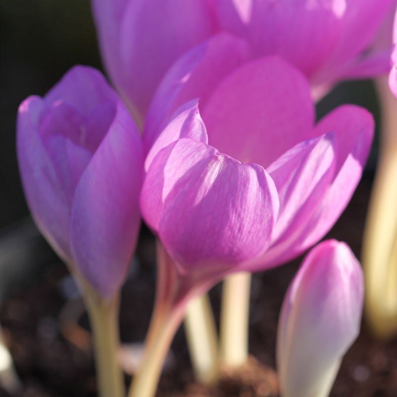 Prakttidløs 'The Giant' - Colchicum - 1 stk
