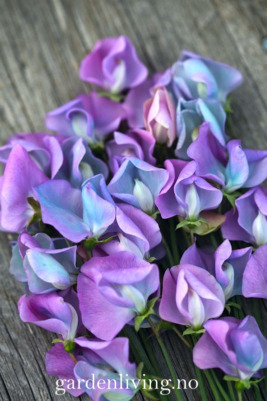 Blomsterert 'Turquoise Lagoon' - Lathyrus odoratus