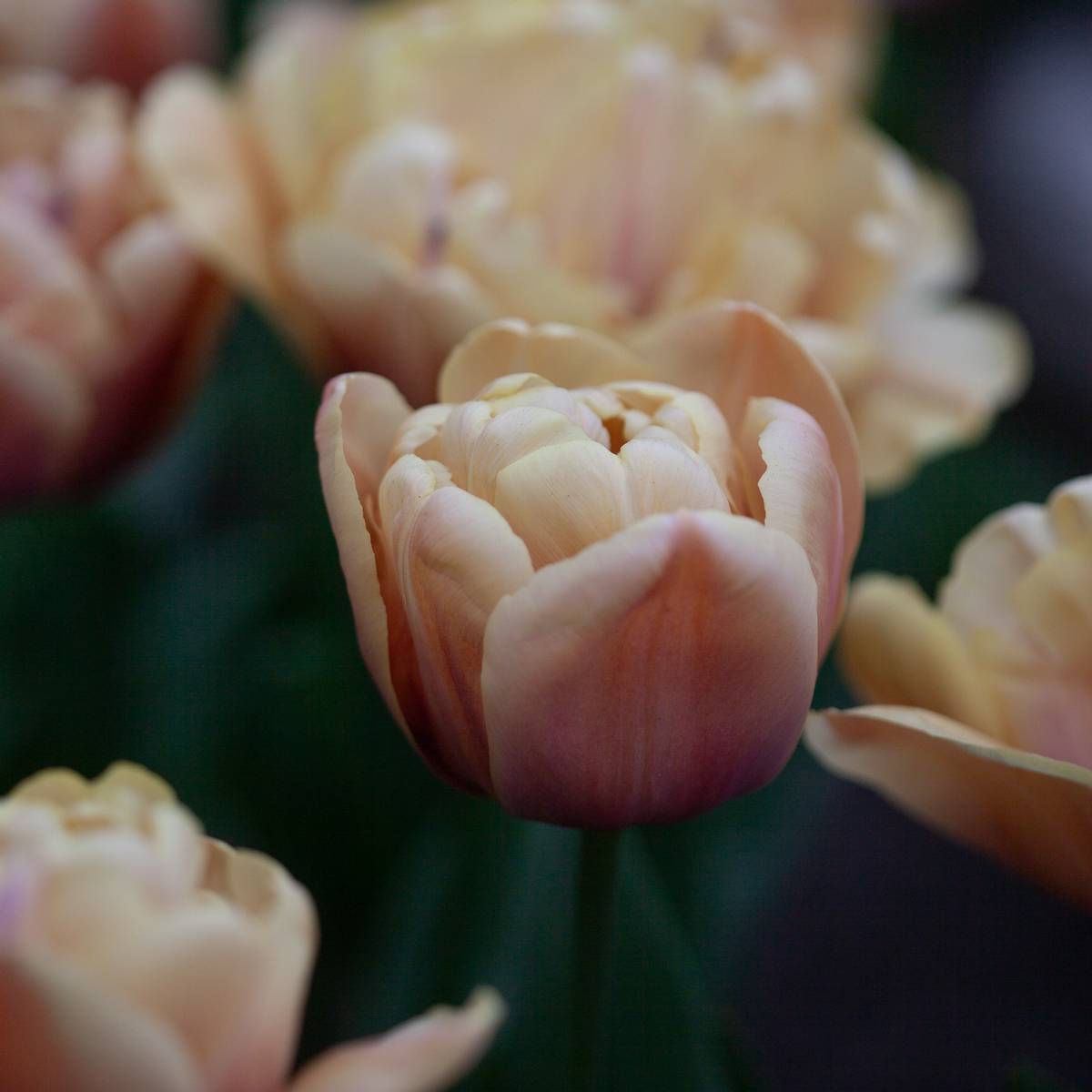 Tulipan 'La Belle Epoque' - 5 stk