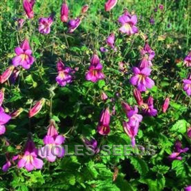 Hovedbilde Rehmannia angulata