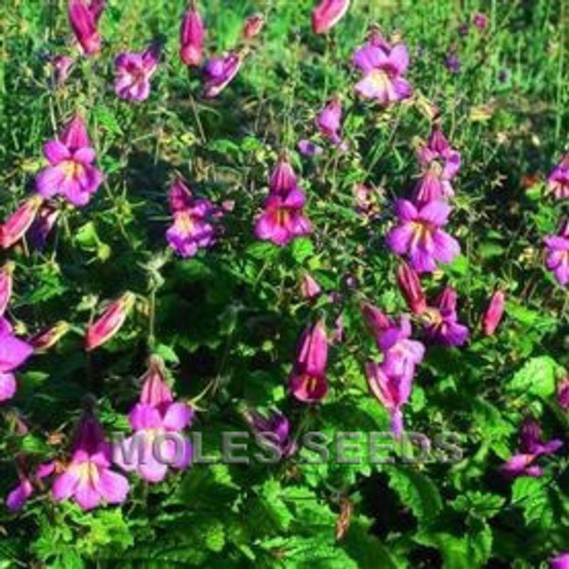 Rehmannia angulata