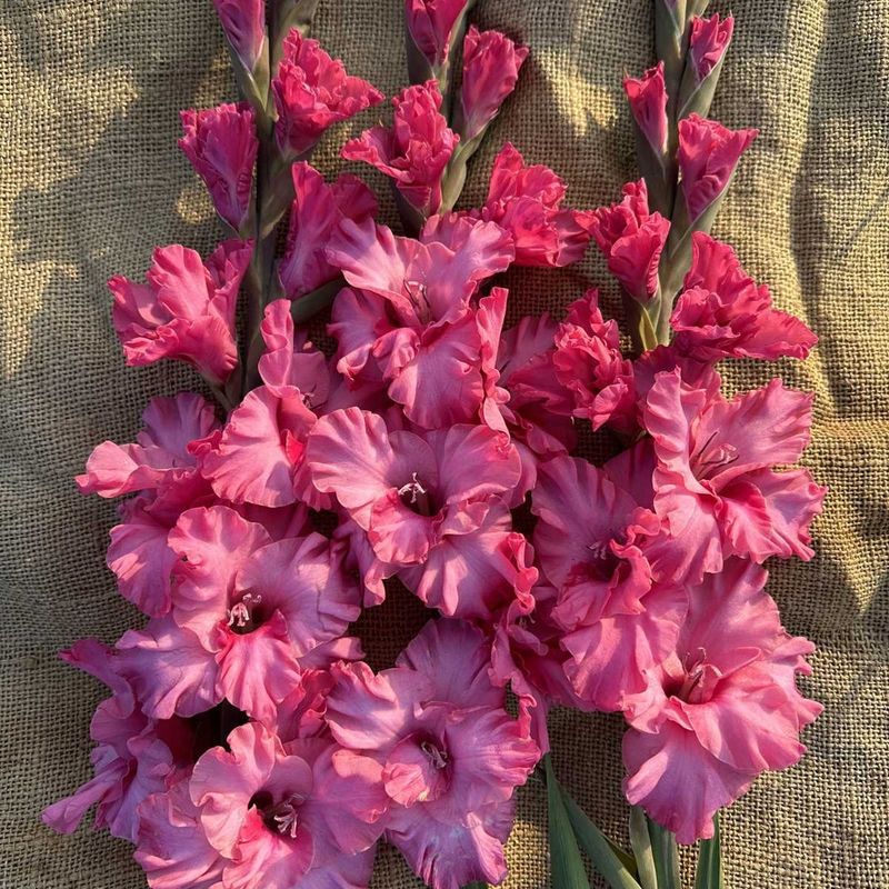 Gladiol 'Kingston Ruffle' - Gladiolus, 10 stk.
