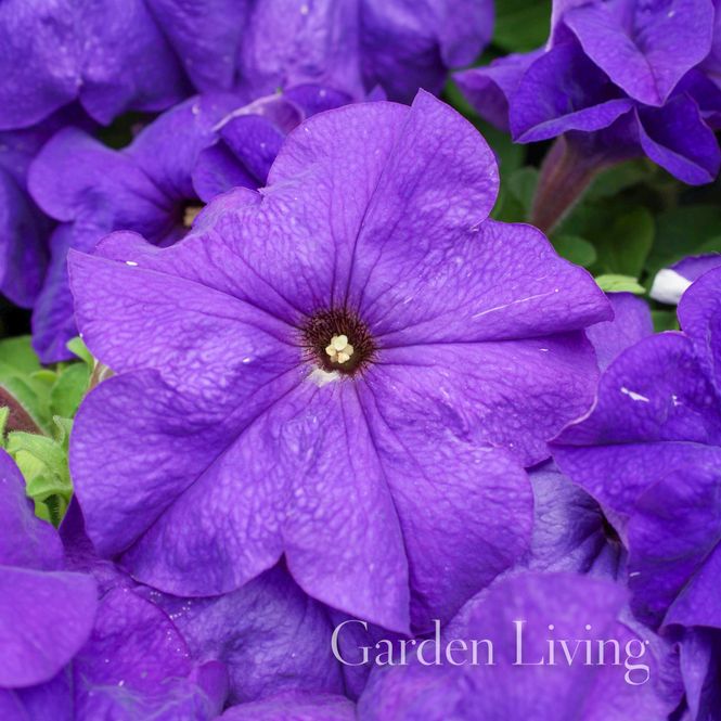 Hovedbilde Petunia 'Limbo Mid Blue' F1 - Petunia grandiflora