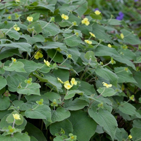 Hovedbilde Saruma henryi